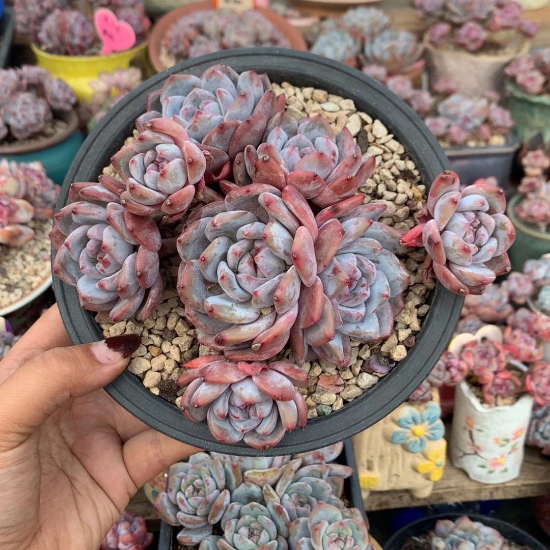 哈哈哈哈哈哈哈哈5