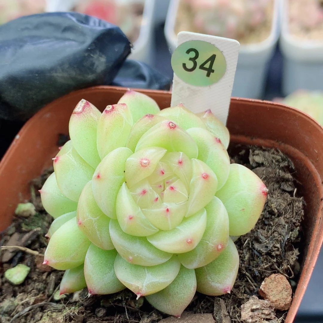 珍妮58包邮  群生不包整34