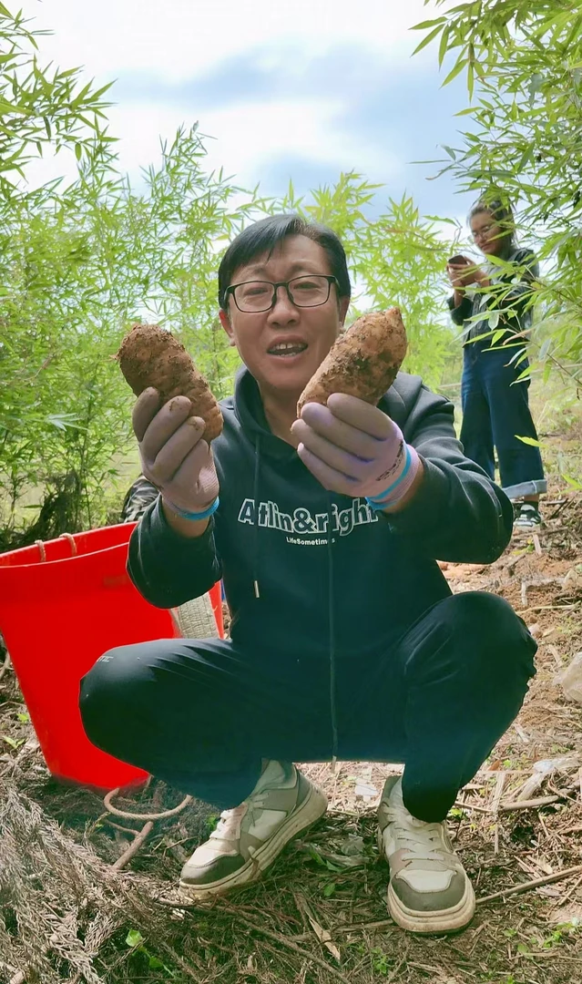翔哥专属 云南昭通小草坝林下种植新鲜天麻可炖汤可泡酒可做食品