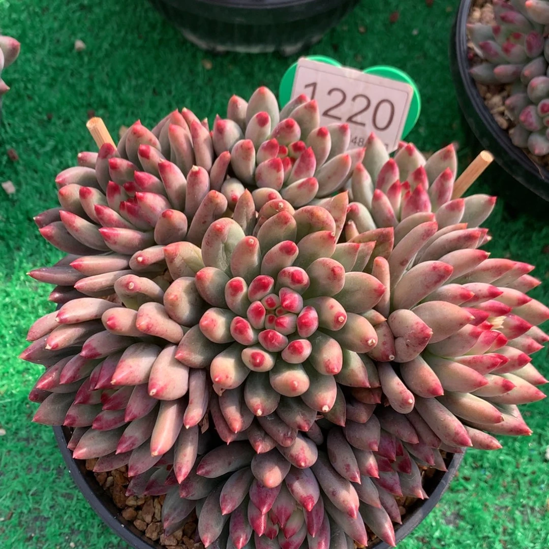 二代虞美人无砍1220