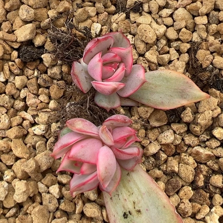 宝莲灯红锦一物一拍锦龙