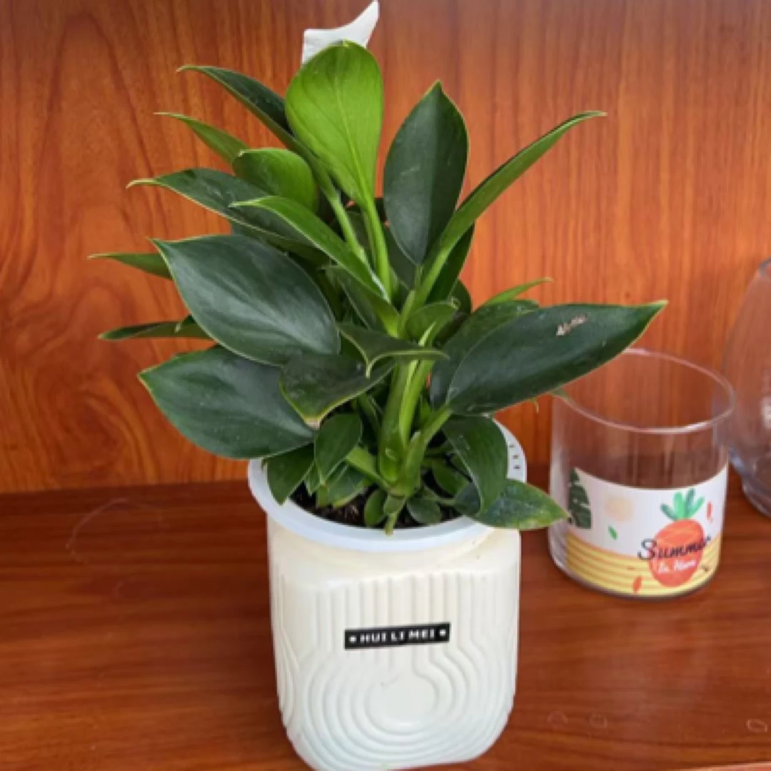 直播间绿箩金钻一帆风顺