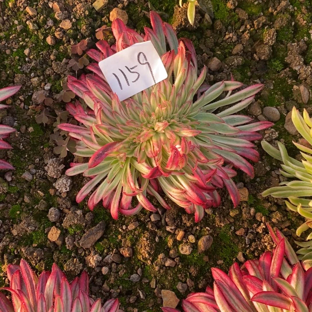 1159朱雀缀炖肉植物