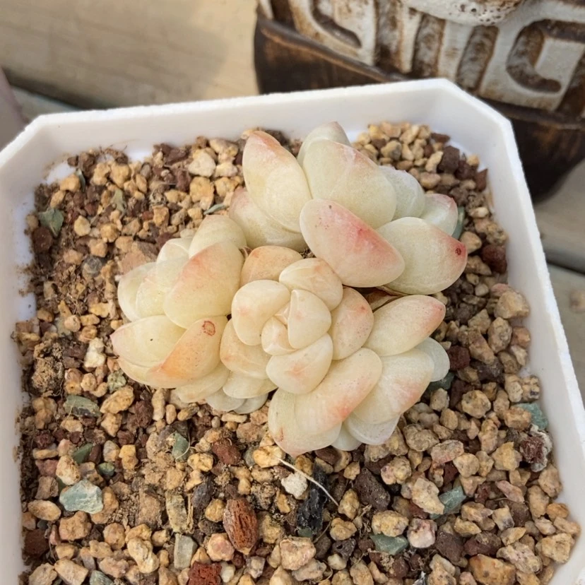 【闪购商品】冰玉6头