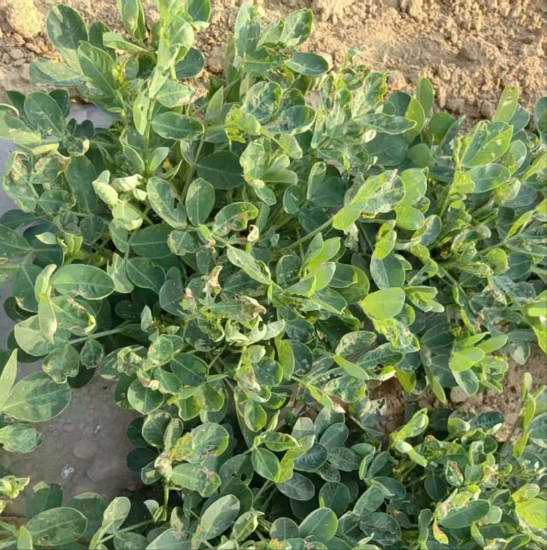 花生地杀虫特效技术包。