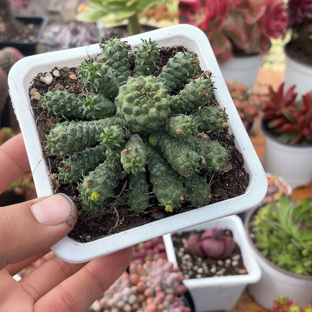 九头龙多肉带盆发货