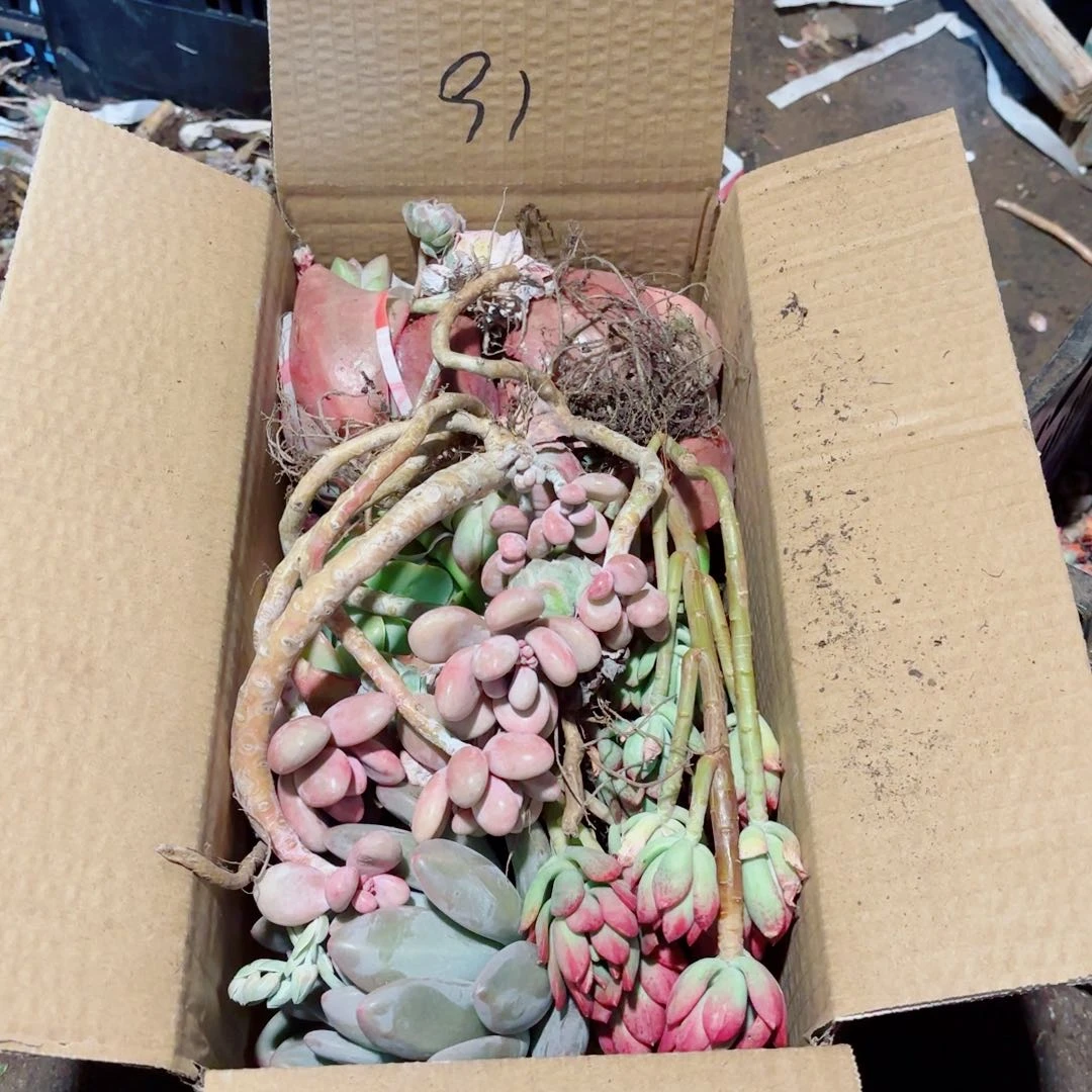 丫*?杂花不售后91。