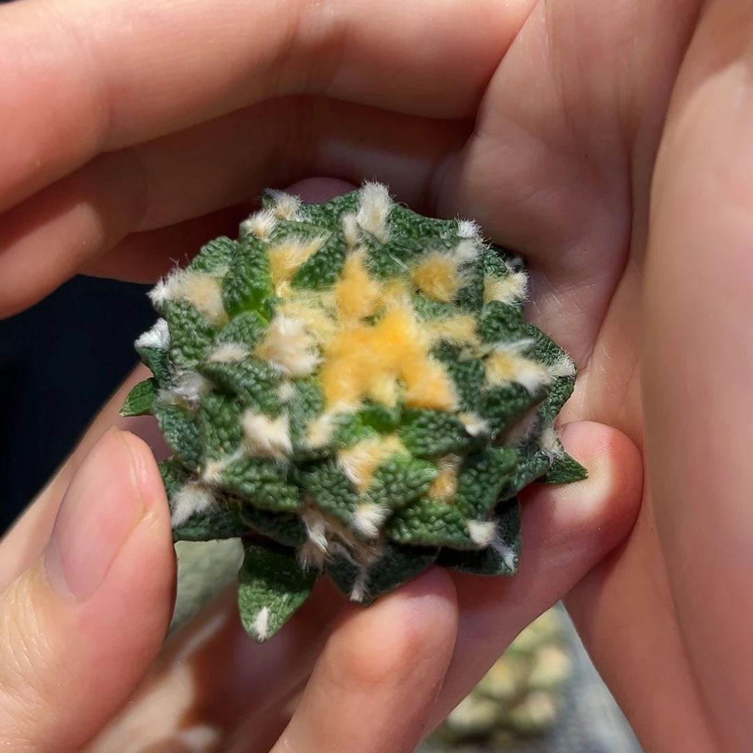 52号自根大尤颗粒黑牡丹