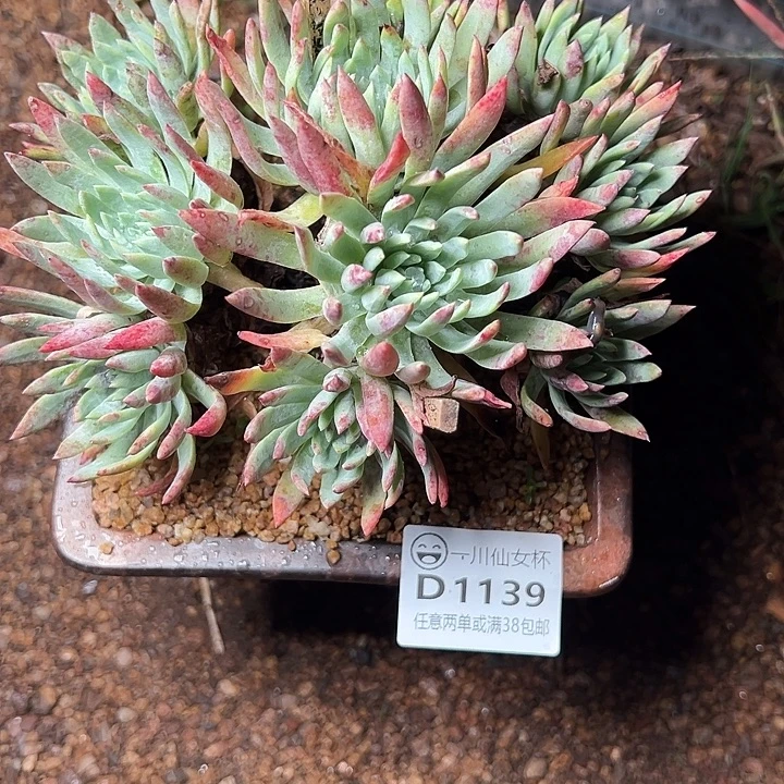 1139雪花仙女杯多肉