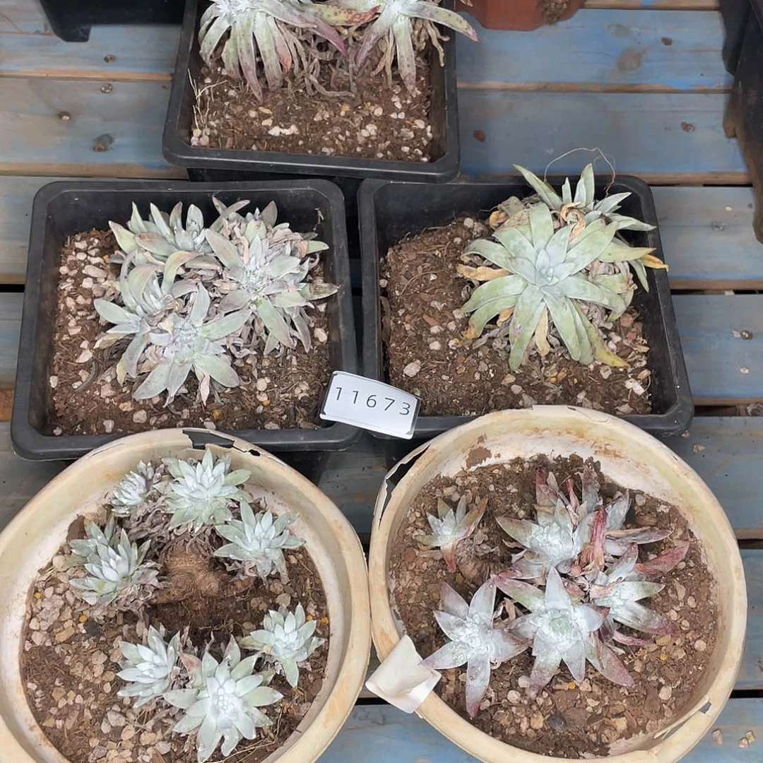 5颗瑕疵特价不售后11673