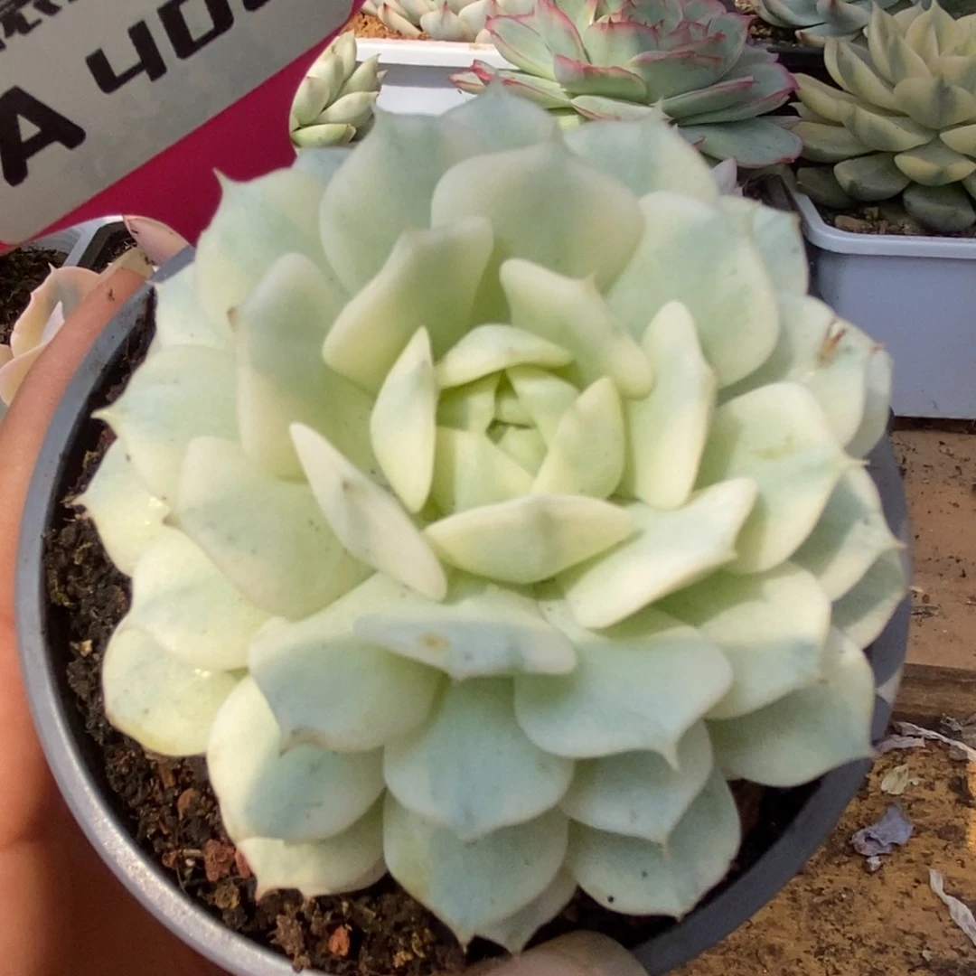 406静夜锦锦锦锦锦锦锦