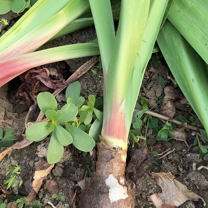 无花朵安陌拍一发二