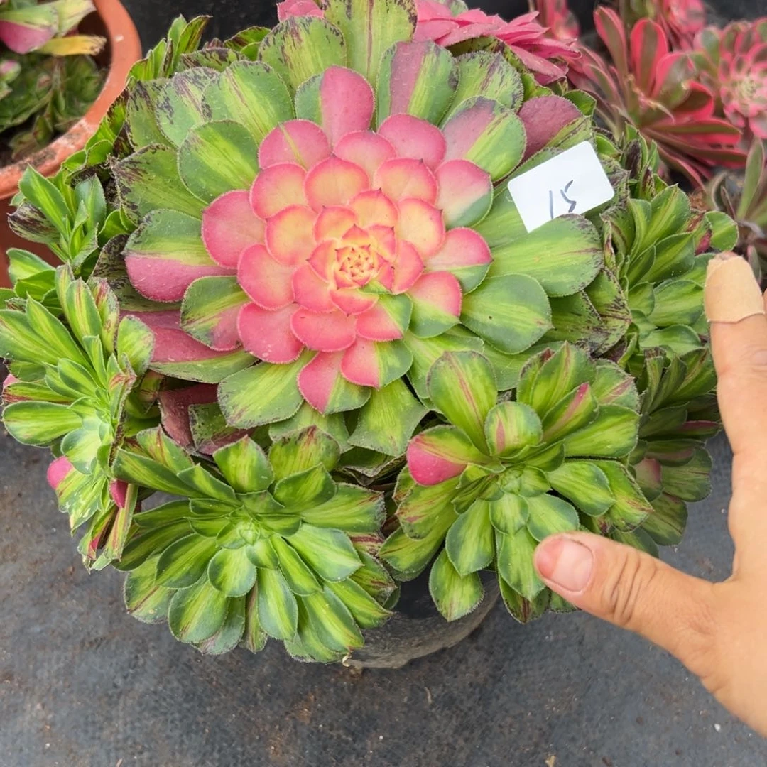 15知否多肉植物系