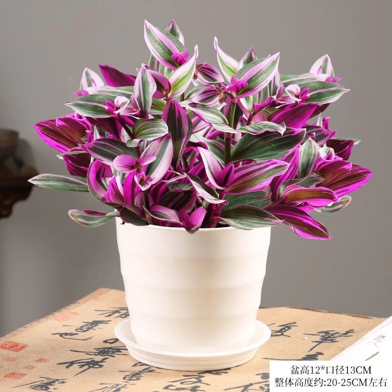 【油画婚礼吊兰】盆栽绿植多肉植物办公室内花卉桌面水培绿植多肉