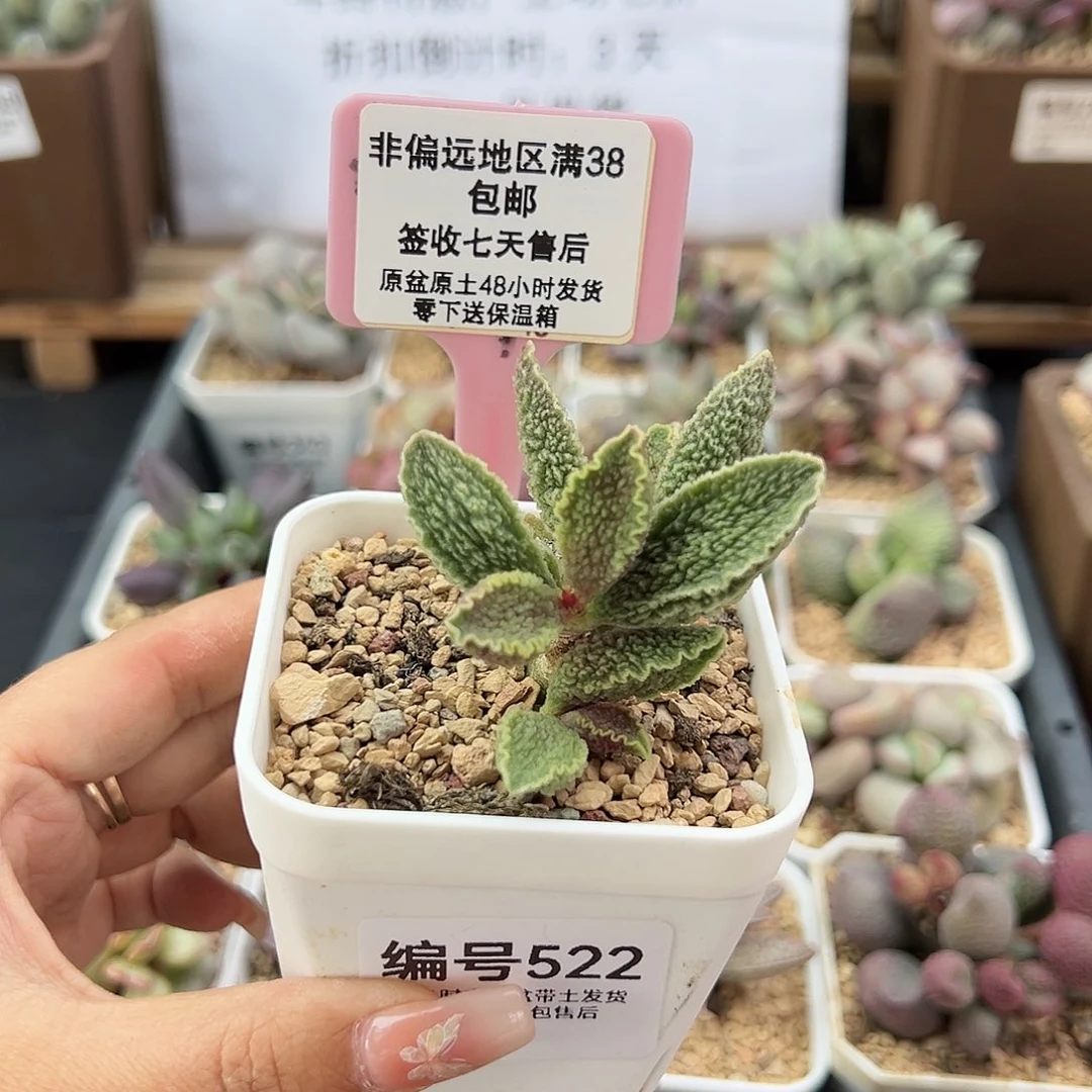 2****⁸522绿皮多肉植物