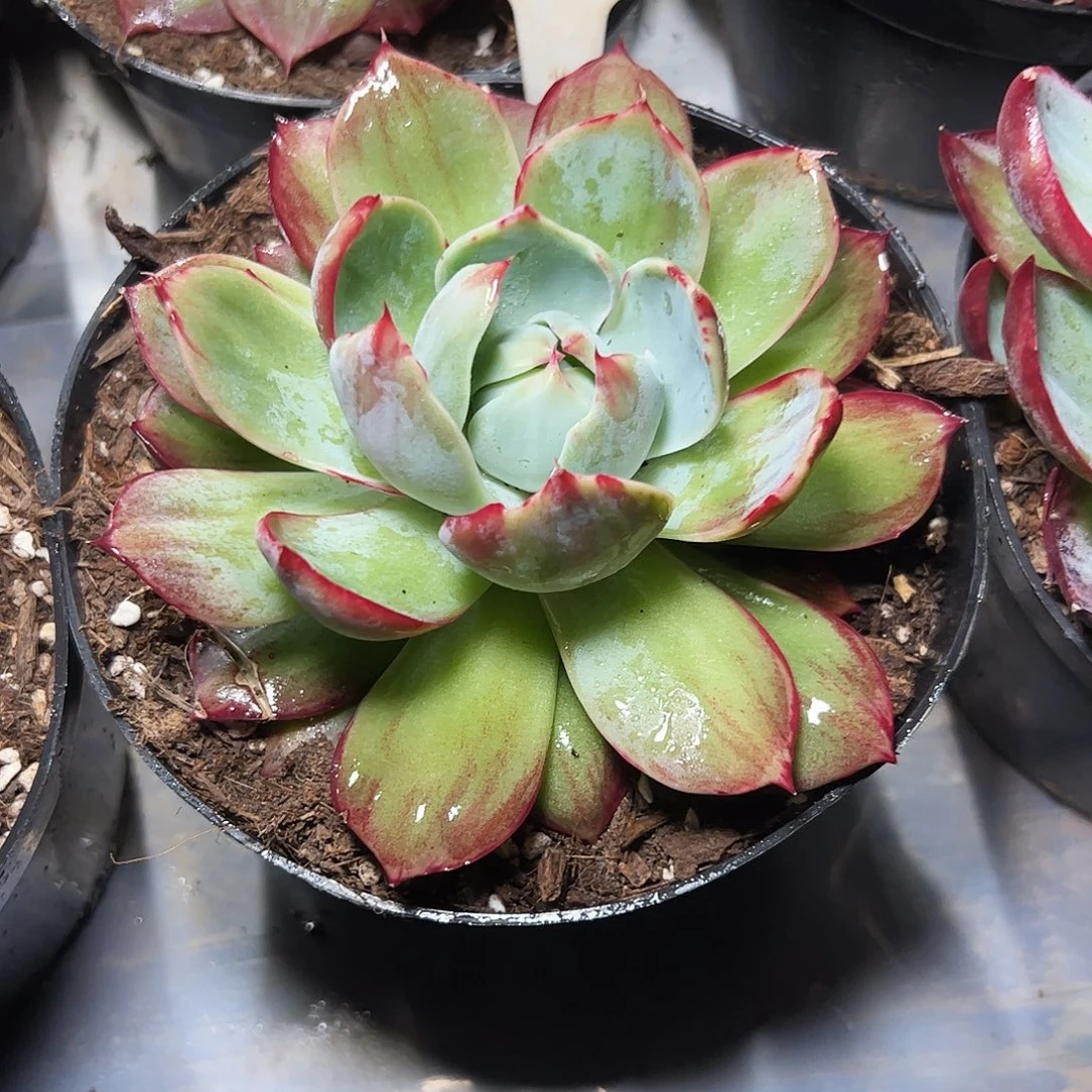 惊鸿仙子一物一拍348号