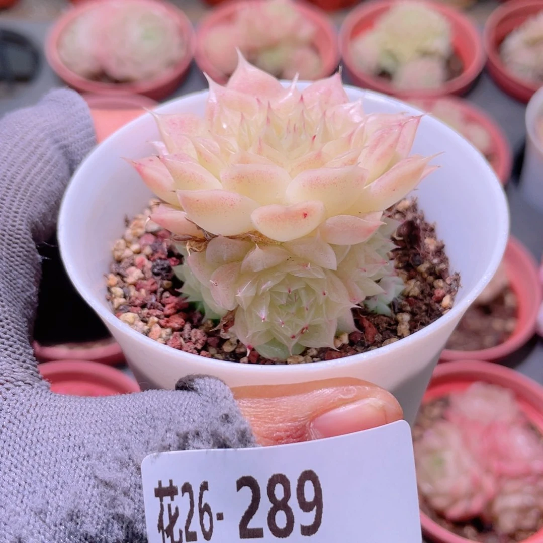 花利美26-289麦秆