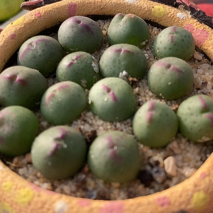 136皮卡丘一颗。