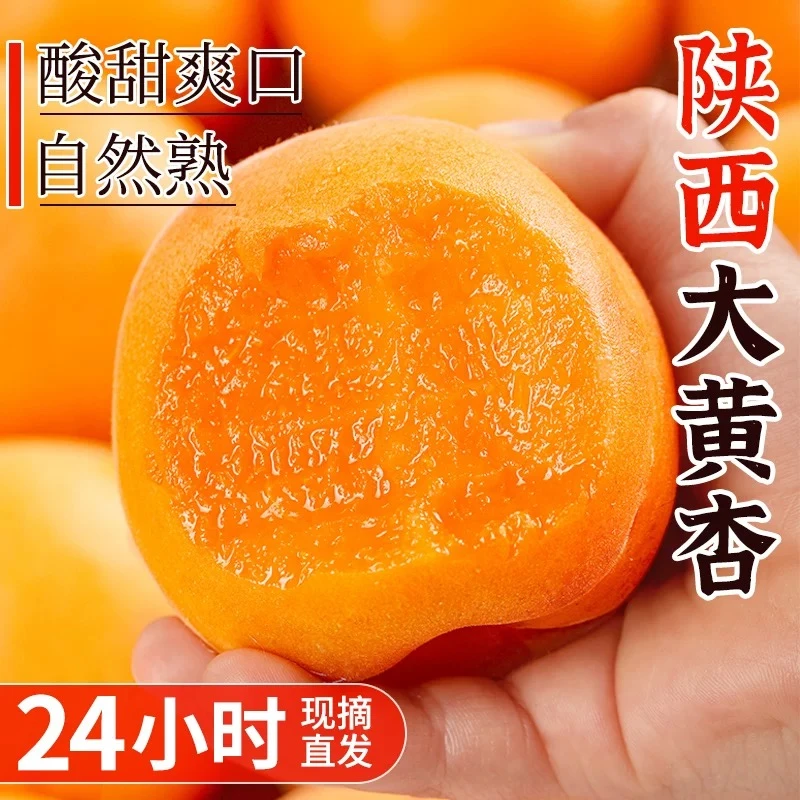 陕西凯特大黄杏新鲜水果当季时令现摘金太阳杏酸甜大杏子整箱包邮