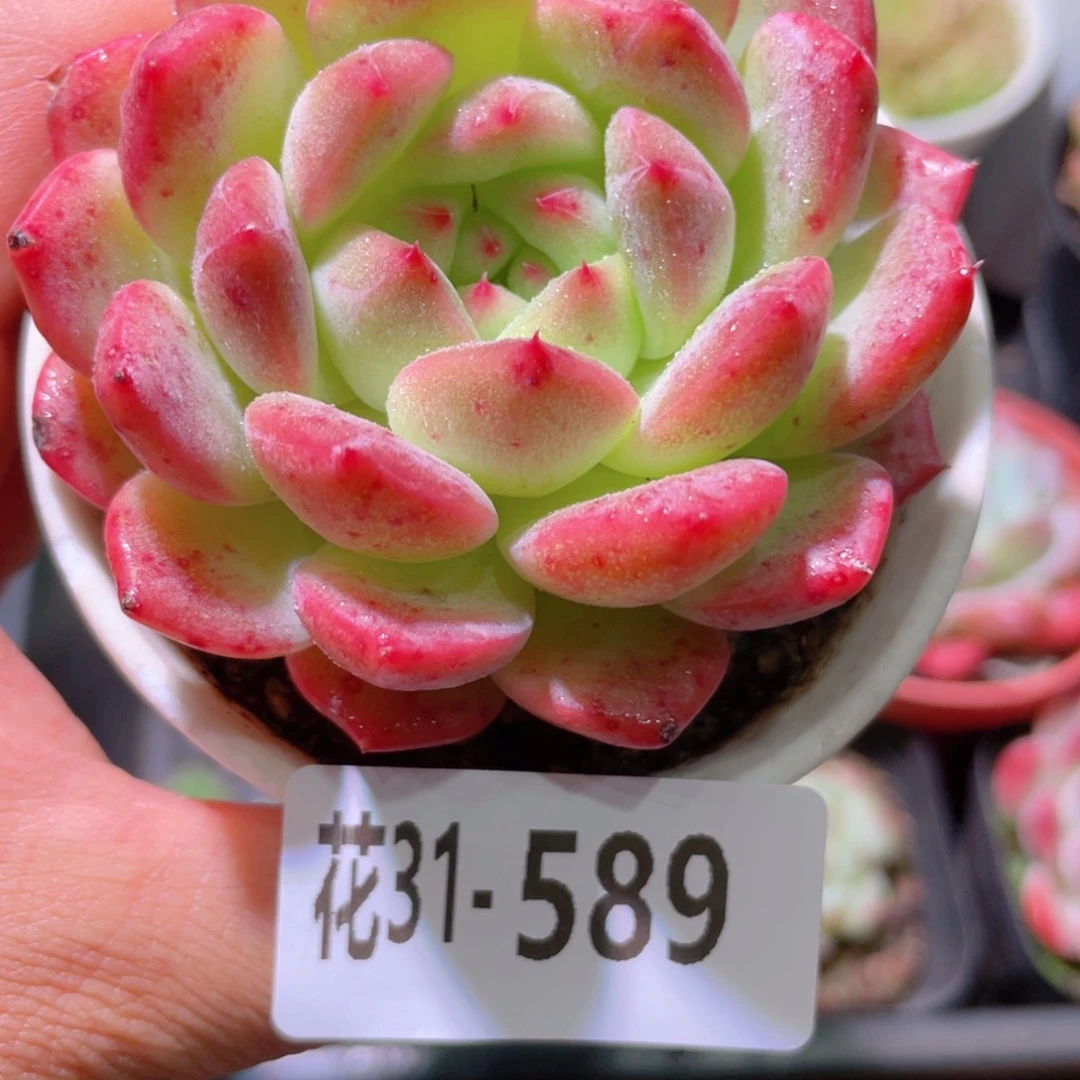 花利美31-589新品