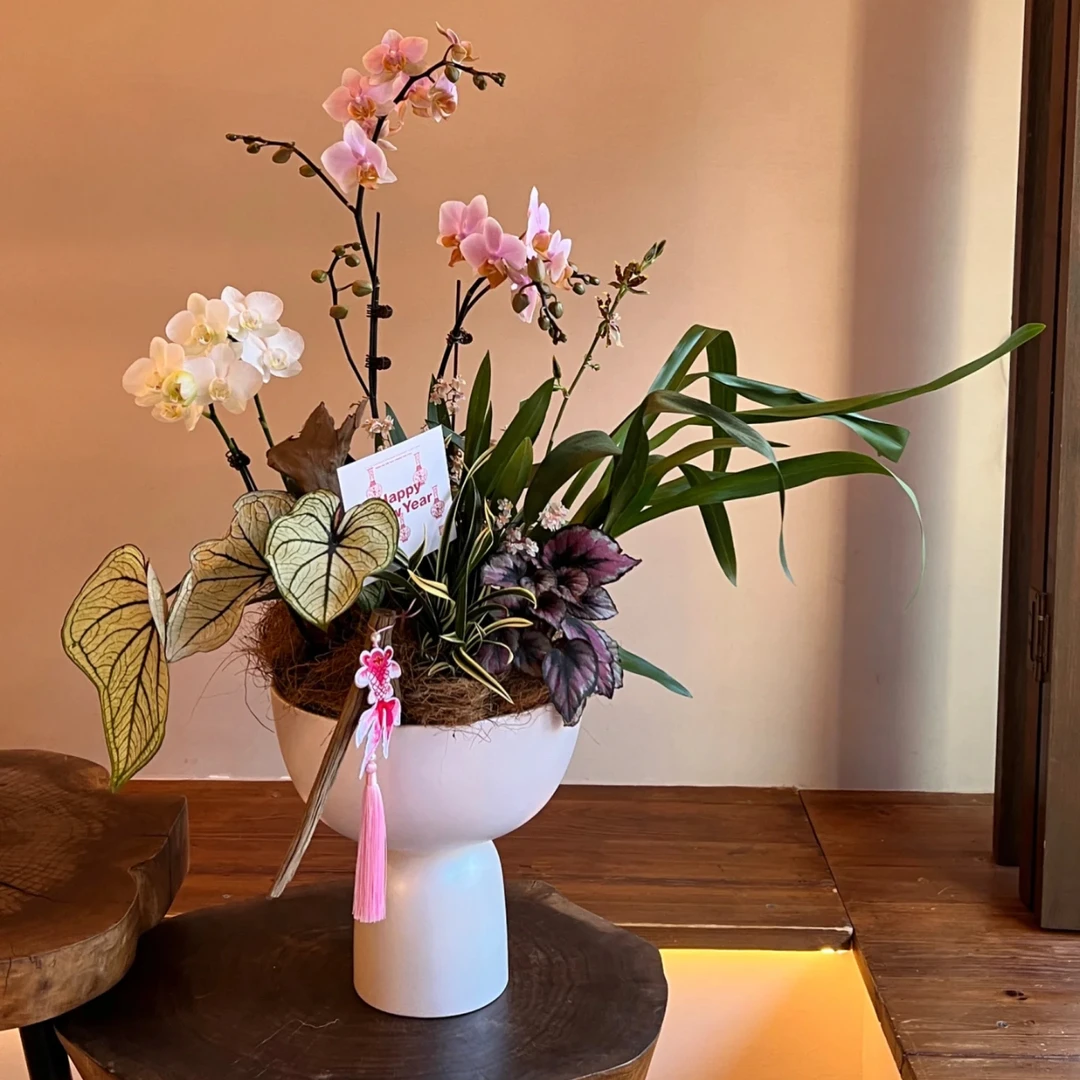 特大号蝴蝶兰大惠兰垂丝茉莉陶瓷花盆现代简约带脚设计家居花器
