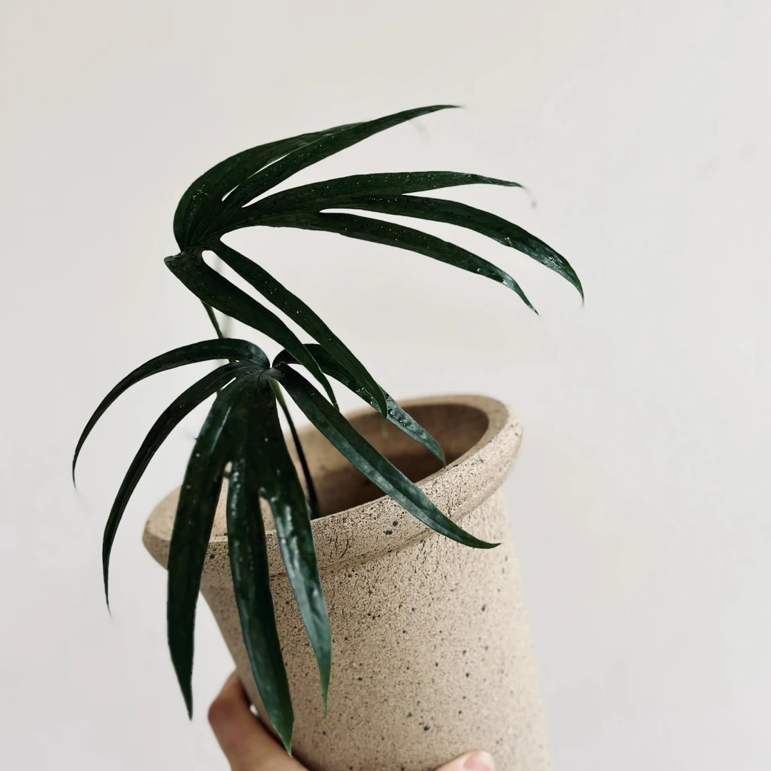 鸡爪蔓绿绒齐氏雷公莲Amydrium Zippelianum观叶绿植好养四季常绿