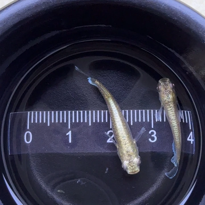 海水鱼加百列4号，青鳉