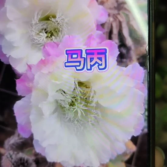 仙人球马丙无根侧芽