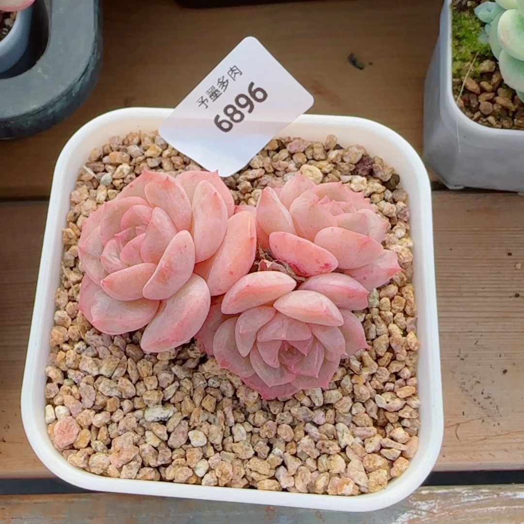 水晶桃子，6896多肉植物