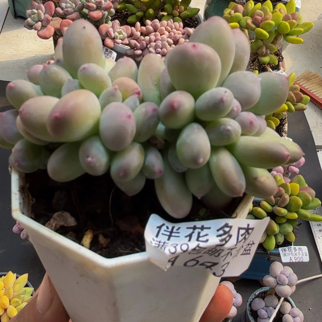 643苹果奶缀6cm多肉