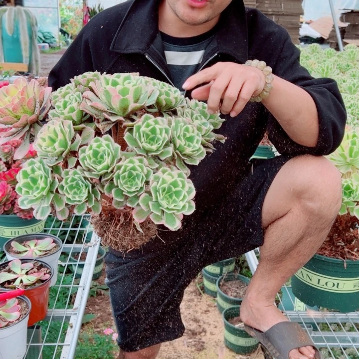 大颗白凤多肉法师