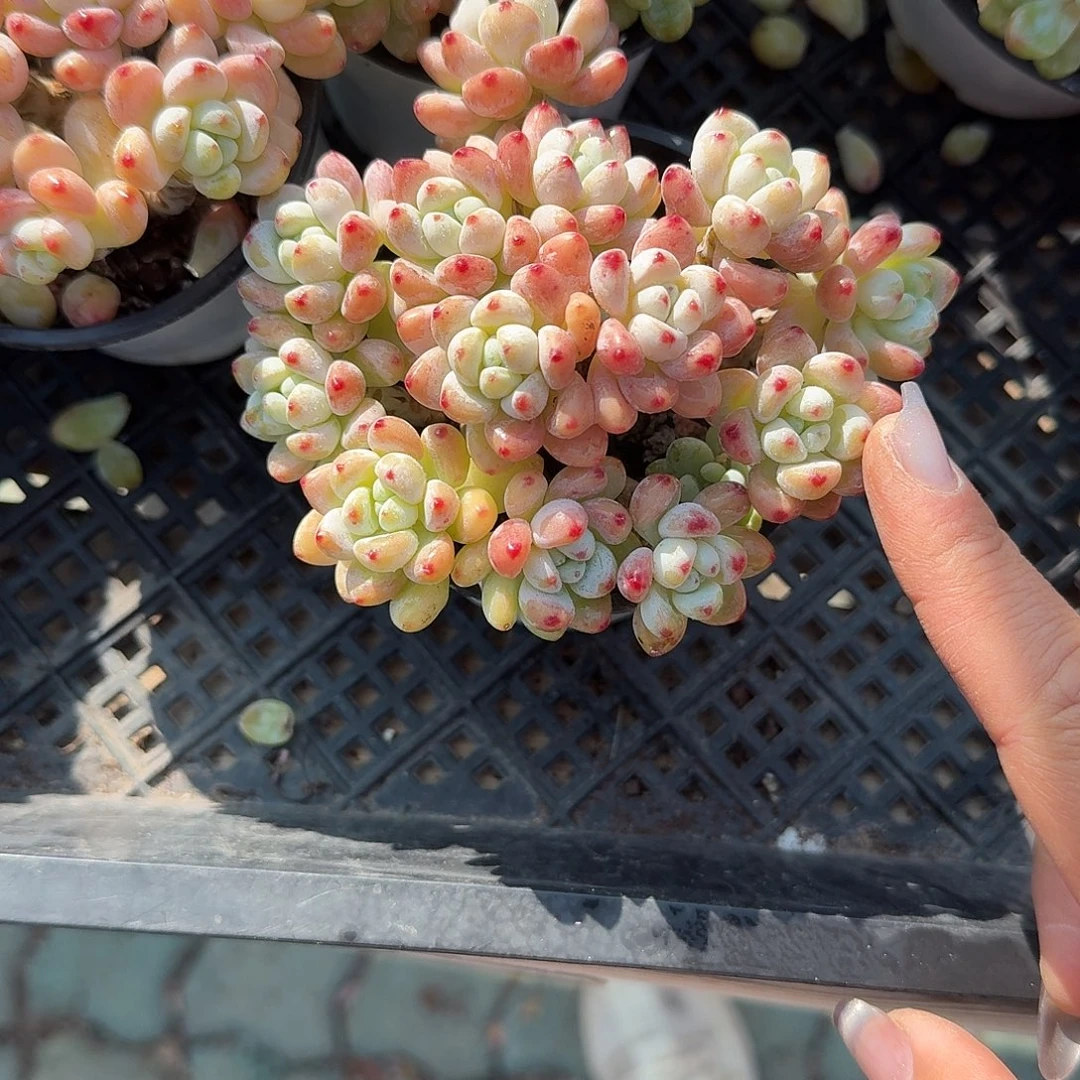 果冻罗琦多肉植物