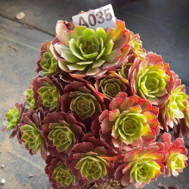 瑞妈多肉植物，0350安娜锦