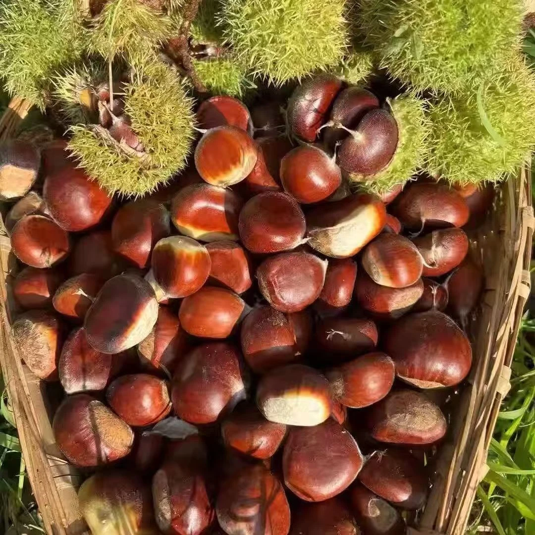 【到手5斤】新鲜栗子2025年鲜板栗现摘鲜发甜糯板栗山东难剥皮