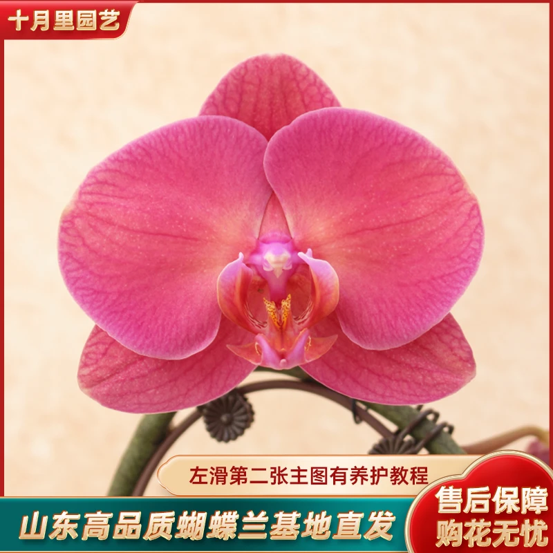 十月里蝴蝶兰【金砖3.5寸杯】带花带花苞发货