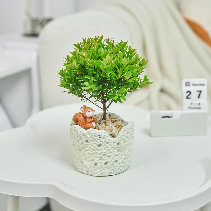 小叶赤楠盆栽办公室内放青松桌面好养绿植净化空气常青植物送礼