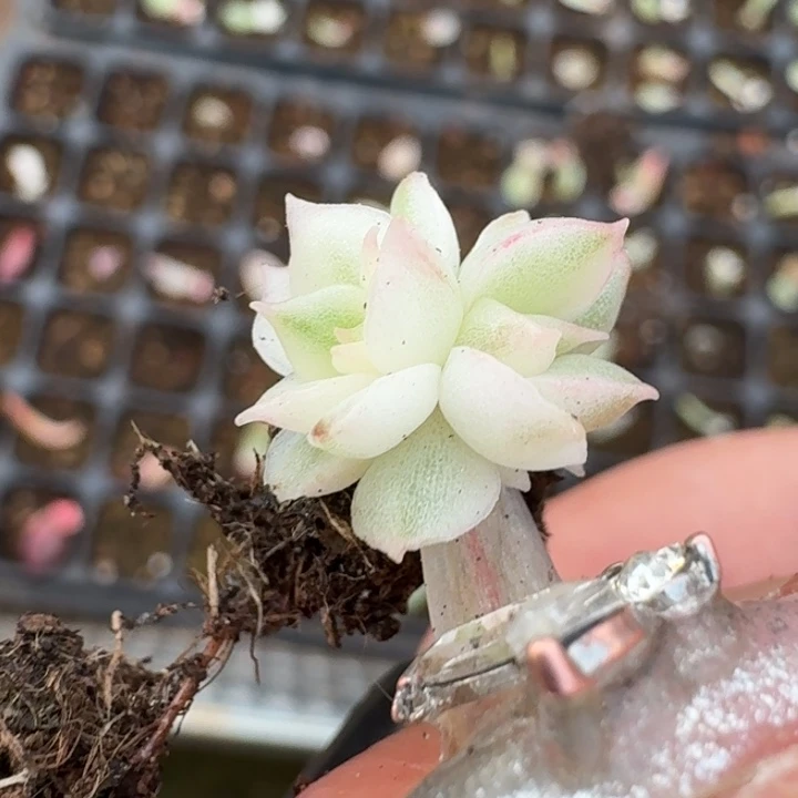 高瓷白麦秆锦双头覆轮651