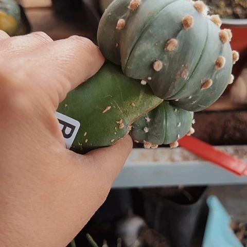 311仙人球福利来了