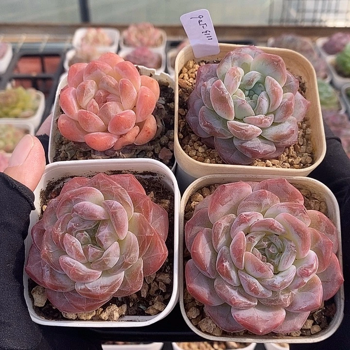 1113-506，粉魄糖心4个