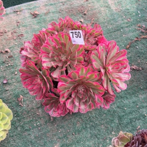 夏***r750粉铜锦朵朵多肉