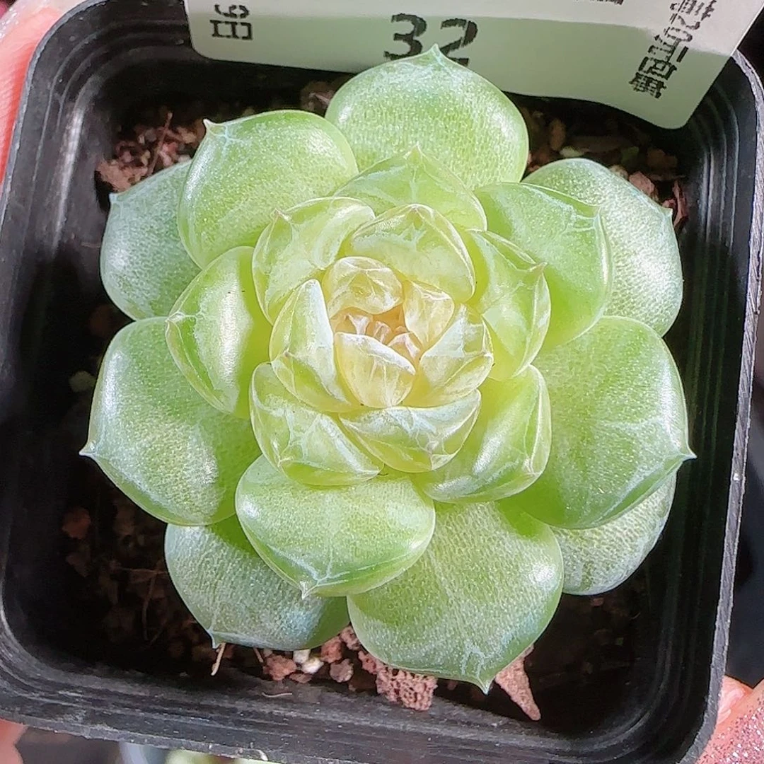 0719-:-32初夏糖心珍妮