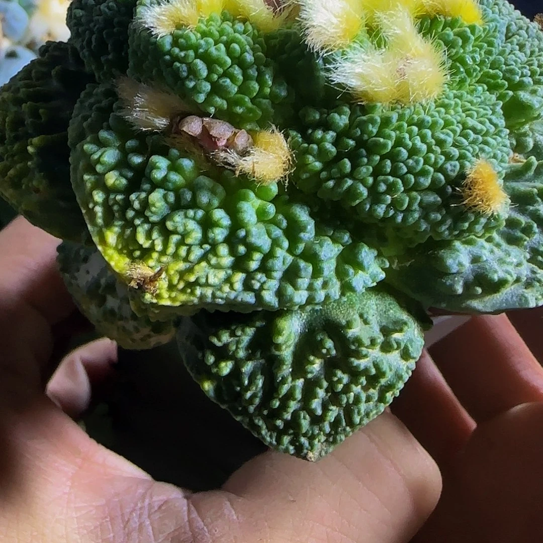 顽***夫颗粒426仙人球开花啦