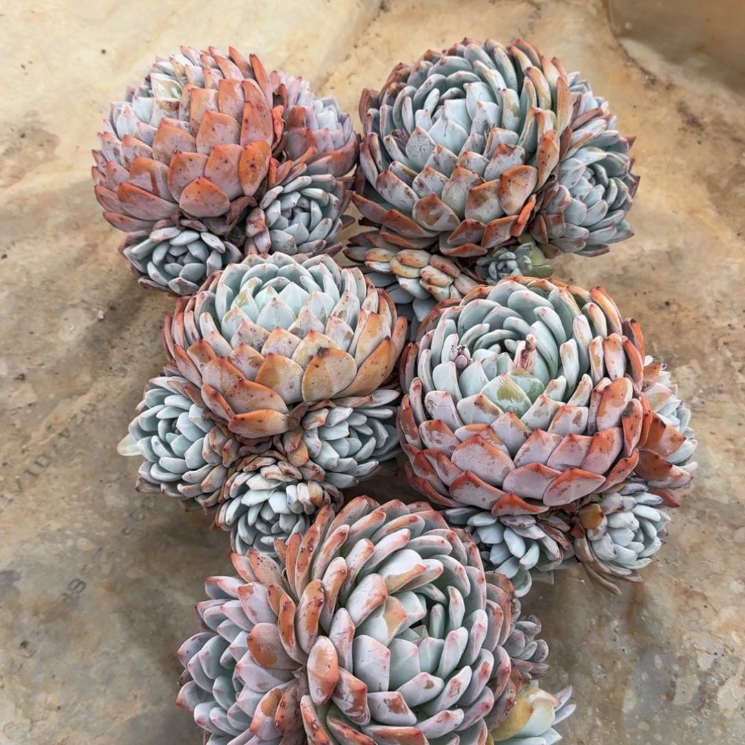 5个小群生橙梦路多肉植物