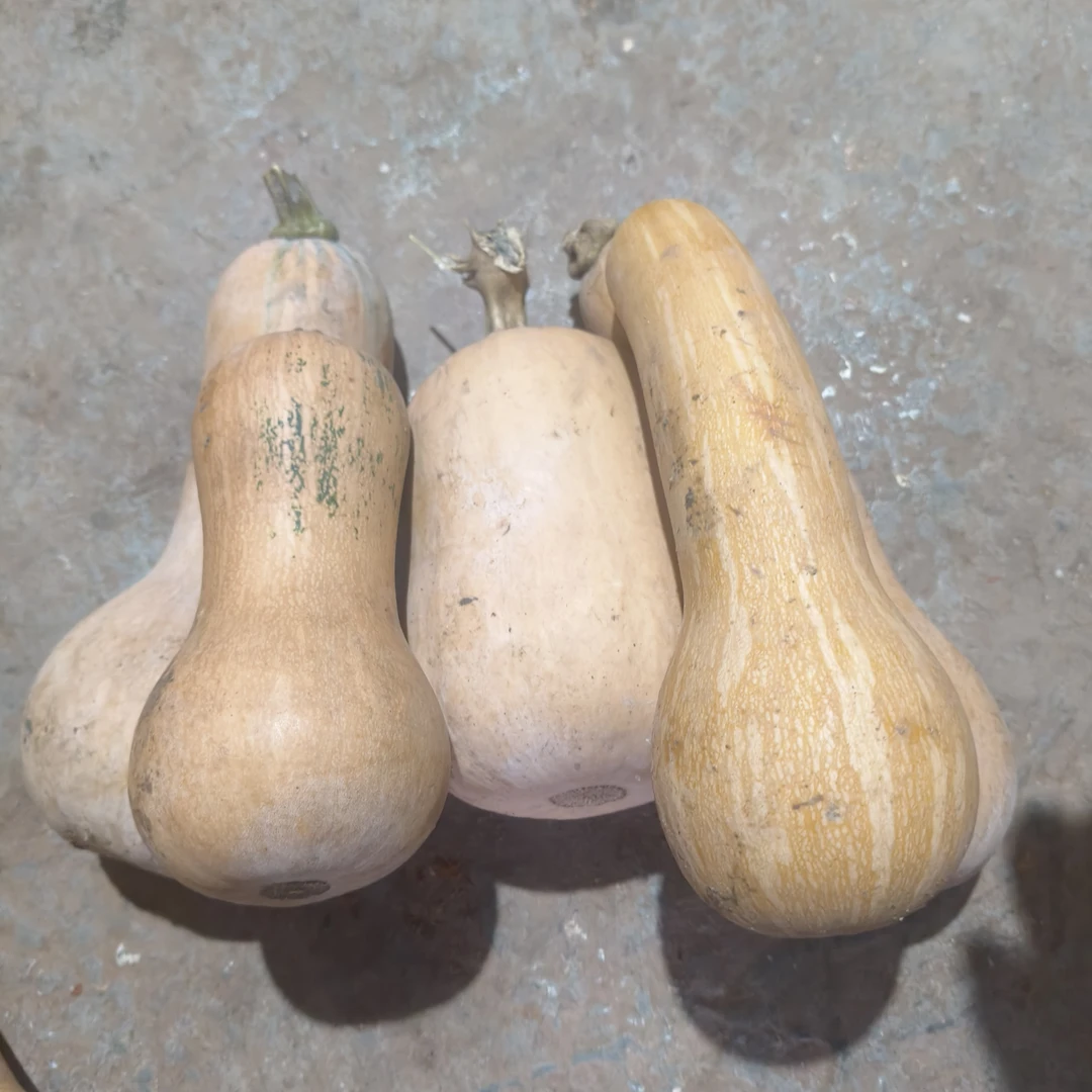 湖北高山奶油南瓜软糯香甜头茬新鲜现摘