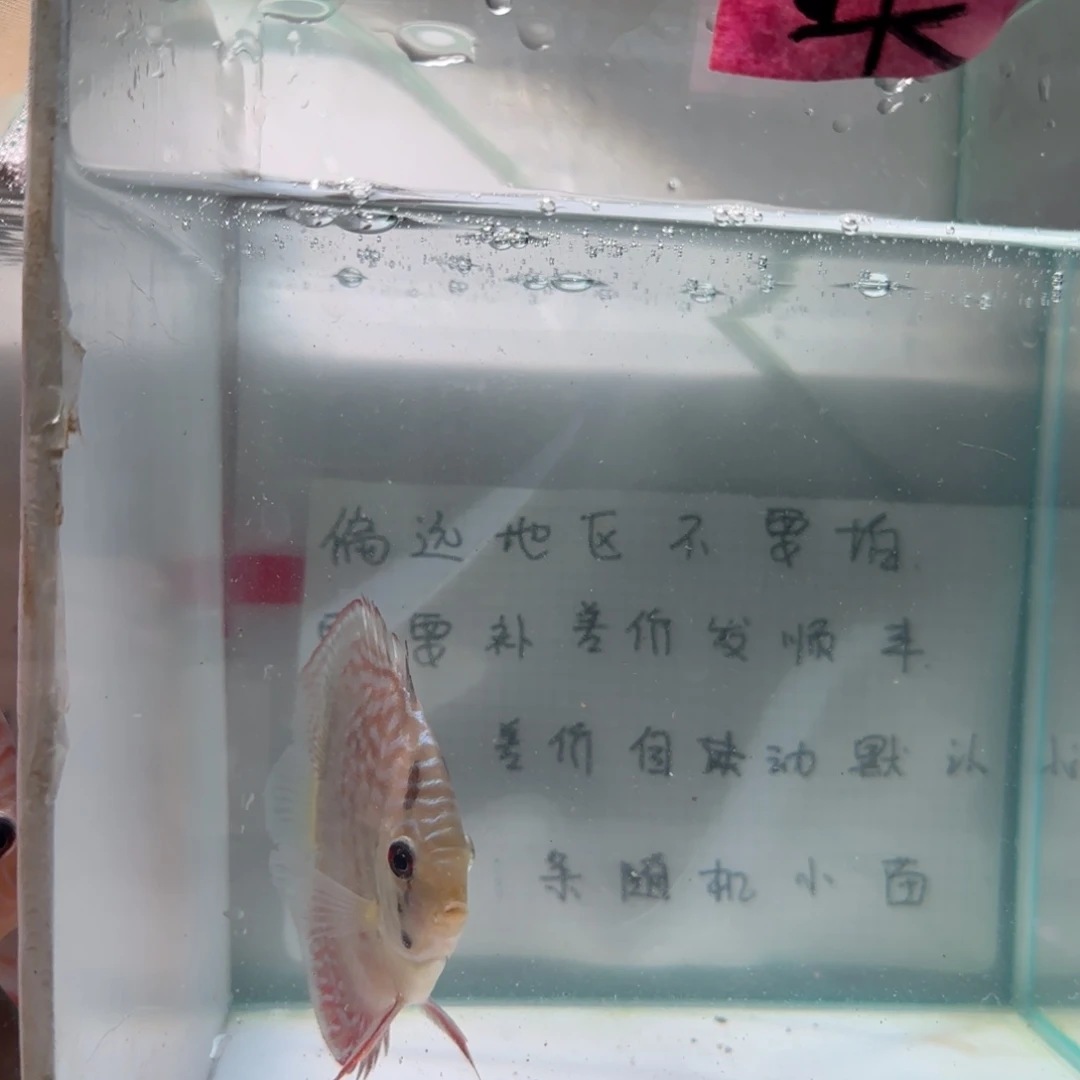 七彩神仙鱼肉身8偏远地区不拍