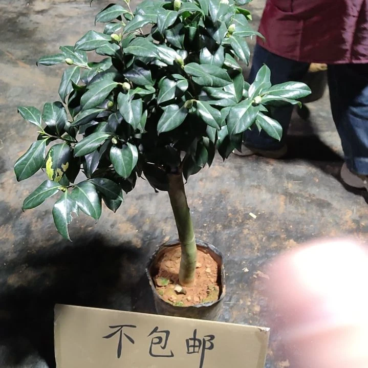 全部花苞友之浦不包邮