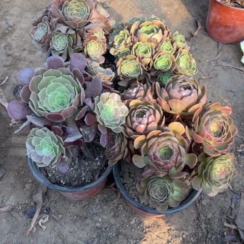 532多肉植物组合，