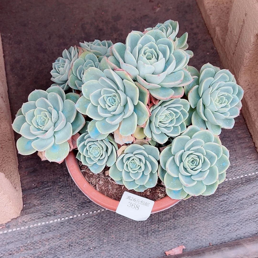 像***。368哈密瓜多肉植物多肉