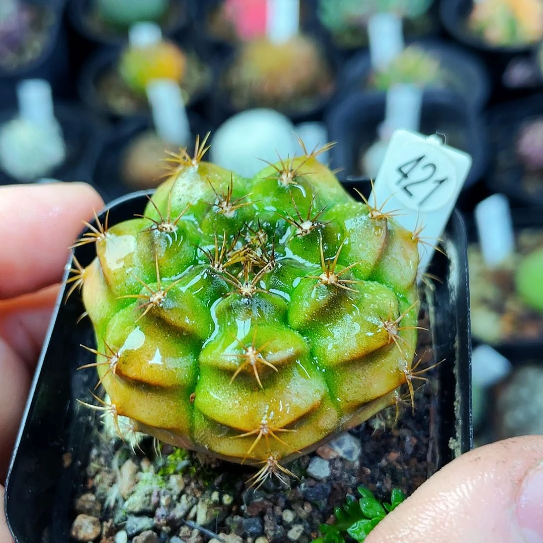 非偏远地区满25包邮仙人球