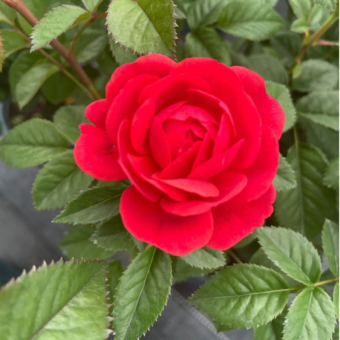 （月季）女儿红 棒棒糖一加仑 庭院阳台 多季开花机器 带盆带土